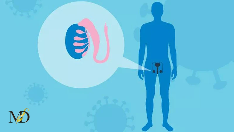 تأثیر واکسن کرونا روی سلامت جنسی مردان | واقعیت یا شایعه ؟